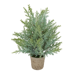 XD784 Potted Pine Tree