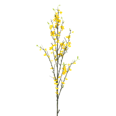 BR601 Forsythia Branch