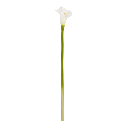 FL227 Calla Lily